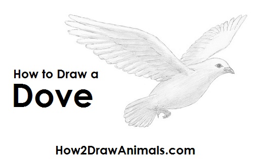 Draw Dove