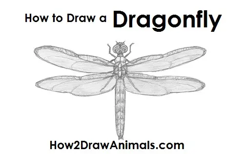 Draw Dragonfly