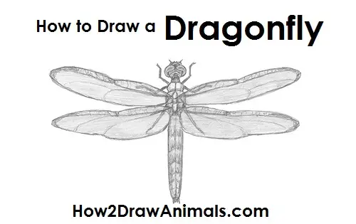 Dragonfly Drawing Draw Dragonfly