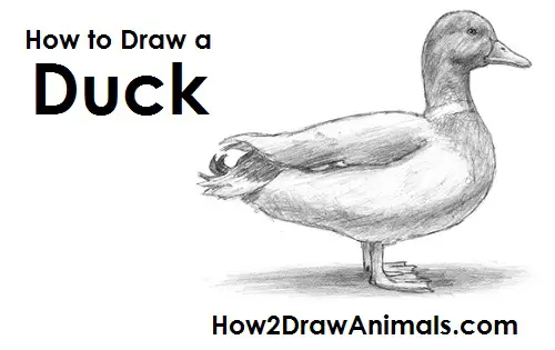 Duck Drawing Draw Duck