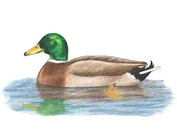 How to Draw a Color Mallard Duck Swimming Water