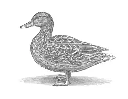 How to Draw a Wild Female Mallard Duck Side View