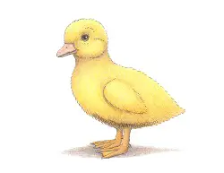 How to Draw a Yellow Color Baby Duck Duckling