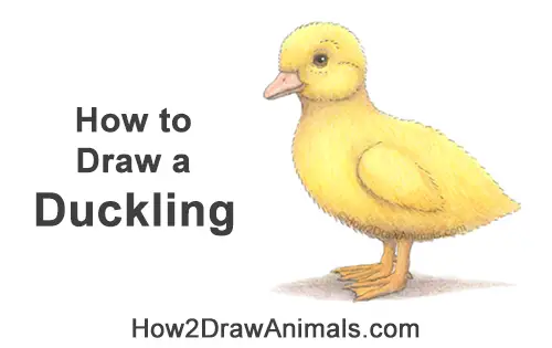 How to Draw a Baby Duck Duckling Bird Yellow Color