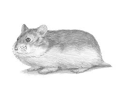 How to Draw a Russian Winter White Dwarf Hamster