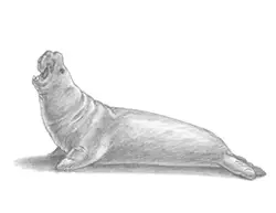 How to Draw a Southern Elephant Seal Side View