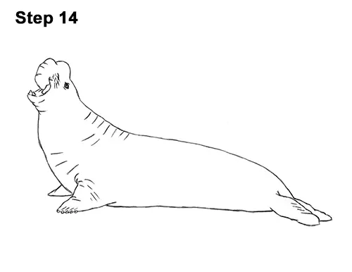 How to Draw Big Elephant Seal Bull Male Roaring 14