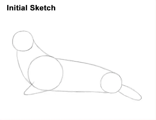How to Draw Big Elephant Seal Bull Male Roaring Initial Guidelines