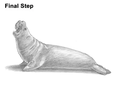 How to Draw Big Elephant Seal Bull Male Roaring