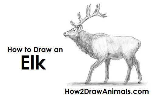 Draw Elk