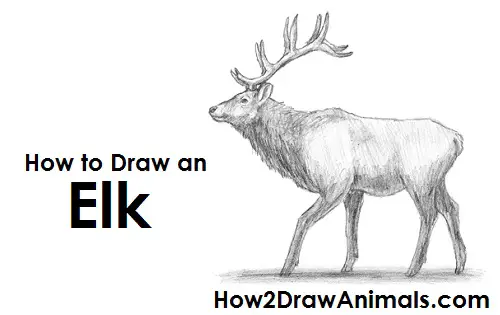 Elk Drawing Draw Elk