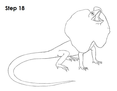 How to Draw a Frilled-Neck Lizard