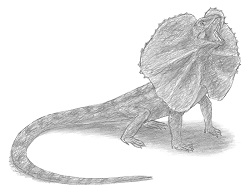 How to Draw a Frilled-Neck Lizard