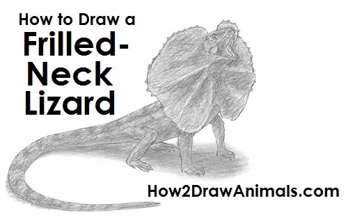 How to Draw a Frilled Neck Lizard