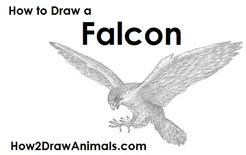 Draw a Falcon