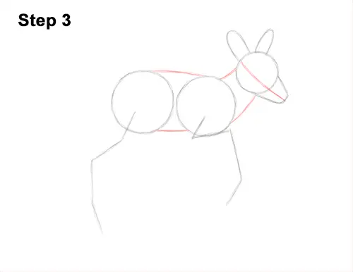 How to Draw a Fawn Baby Deer Walking Side View 3