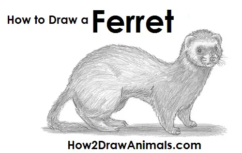 Ferret Drawing Draw Ferret