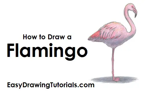 How to Draw Flamingo Bird Color Side View