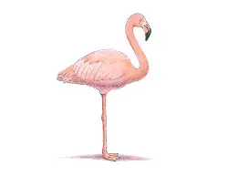 How to Draw a Flamingo Bird Color