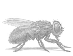How to Draw a Fly