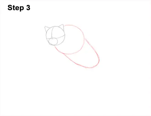 How to Draw a Southern Flying Squirrel Gliding 3