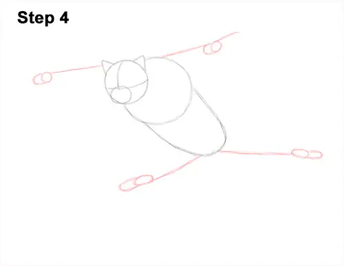 How to Draw a Southern Flying Squirrel Gliding 4