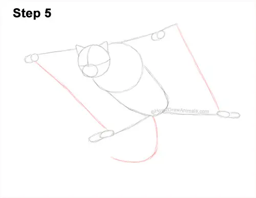 How to Draw a Southern Flying Squirrel Gliding 5
