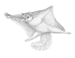 How to Draw a Southern Flying Squirrel Gliding