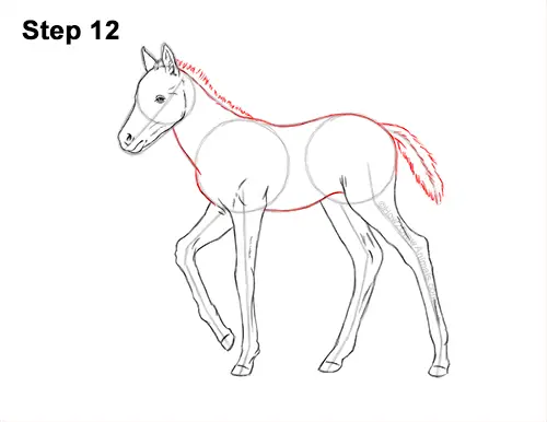 How to Draw a Foal Baby Horse Walking Side View 12
