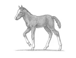 How to Draw a Foal Baby Horse Walking Side View