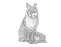 How to Draw a Red Fox Sitting