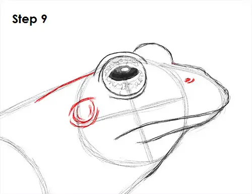 Frog Drawing 9 Draw Frog 9