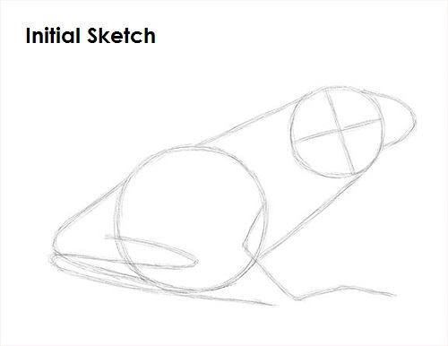 Frog Drawing Sketch Draw Frog Sketch