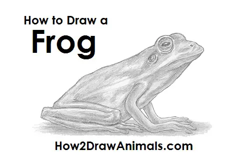Frog Drawing Draw Frog