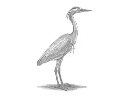 How to Draw a Great Blue Heron Bird
