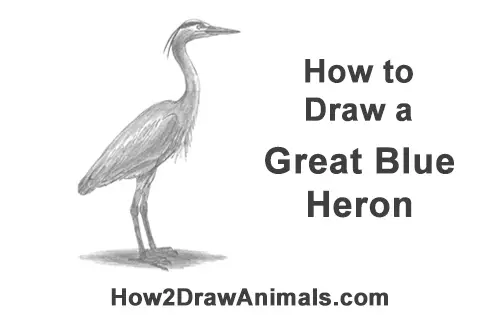 How to Draw Great Blue Heron Bird Egret Crane