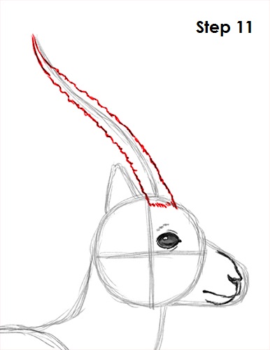 Gazelle Drawing 11 Draw Gazelle 11