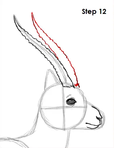 Gazelle Drawing 12 Draw Gazelle 12