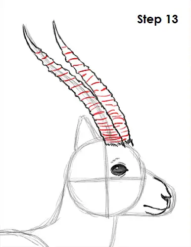 Gazelle Drawing 13 Draw Gazelle 13