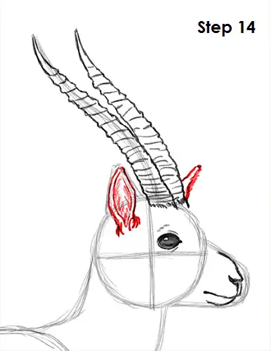 Gazelle Drawing 14 Draw Gazelle 14