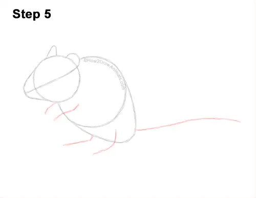 How to Draw a Mongolian Gerbil Standing 5
