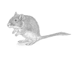 How to Draw a Mongolian Gerbil Standing
