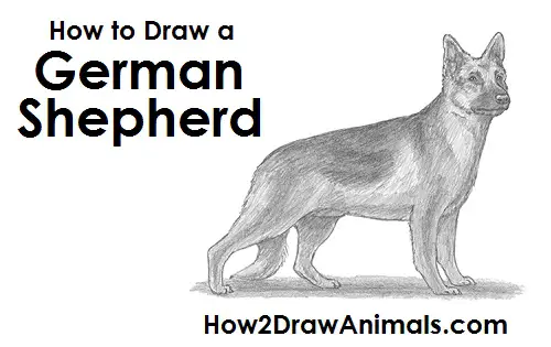 Draw German Shepherd Dog