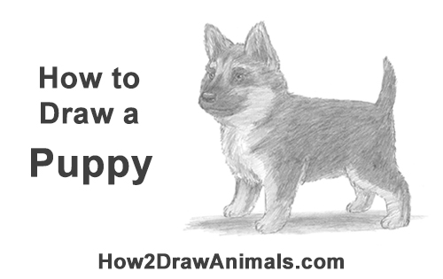 How to Draw a Cute German Shepherd Puppy Dog