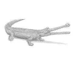 How to Draw a Gharial Gavial Crocodile
