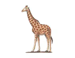 How to Draw a Giraffe Color