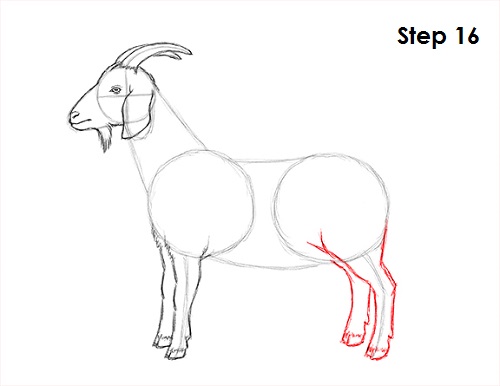 Draw Goat 16