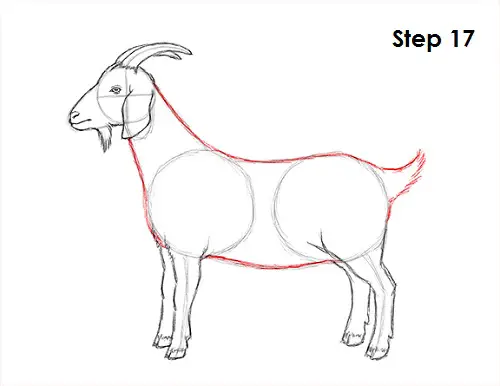 Draw Goat 17