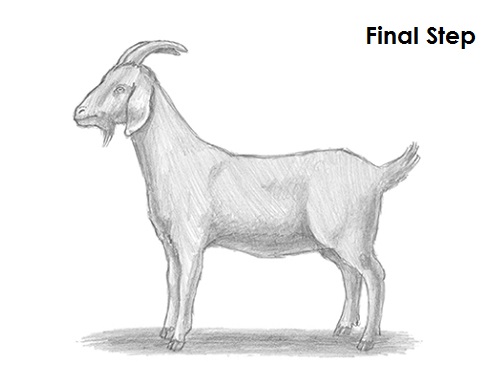 Draw Goat Final
