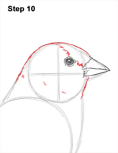 Draw American Goldfinch Bird 10